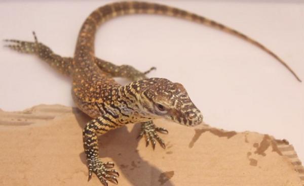 Bayi komodo yang lahir di Taman Safari Bali. (Foto: ist)