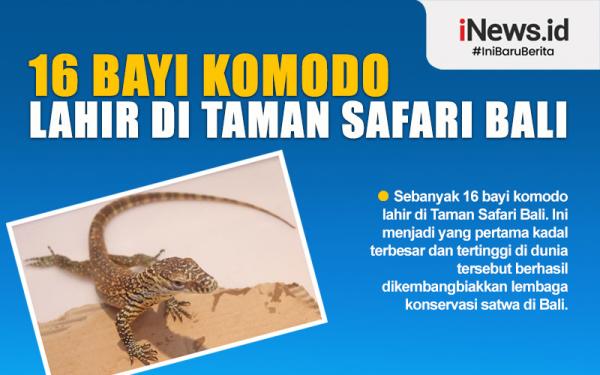 Infografis bayi komodo yang lahir di Taman Safari Bali. (Foto: iNews)