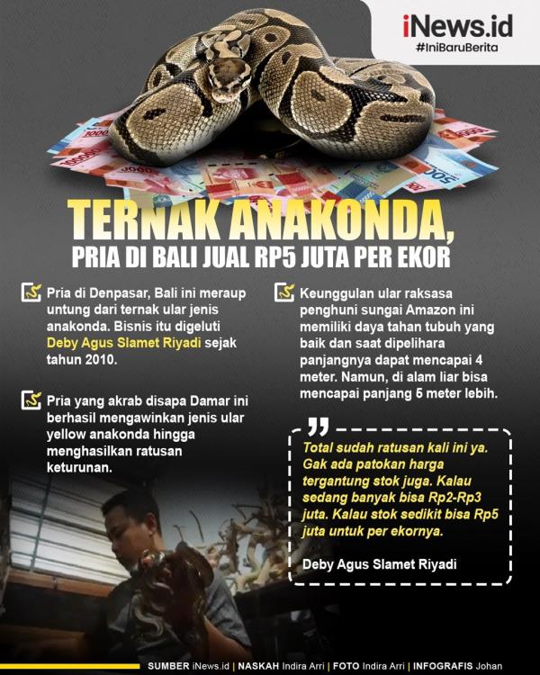 Infografis Ternak Anakonda, Pria di Bali Ini Bisa Jual Ular Rp5 Juta per Ekor (Foto: iNews/Johan)