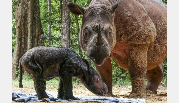 Rosa Si Badak Sumatera Lahirkan Anak Pertama Setelah 8 Kali Keguguran (Foto: Instagram/ kementerianlhk)