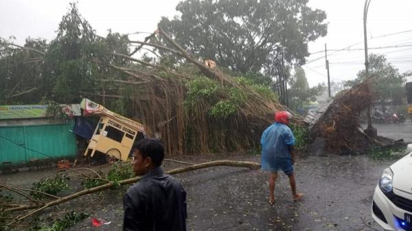 Hujan Es Dan Angin Kencang Terjang Malang Sejumlah Pohon Tumbang