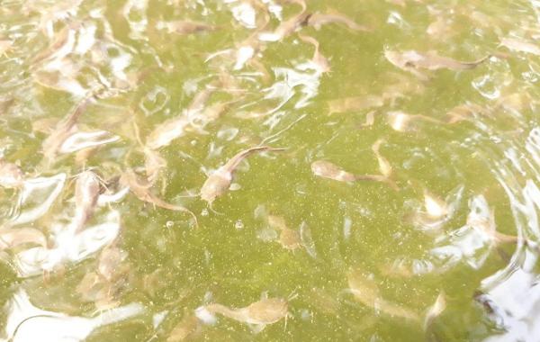 Penampakan beberapa benih lele mutiara yang dibudidayakan Ahmad Husnaeni di kolamnya. (Foto: iNews.id/Ahmad Islamy Jamil) 