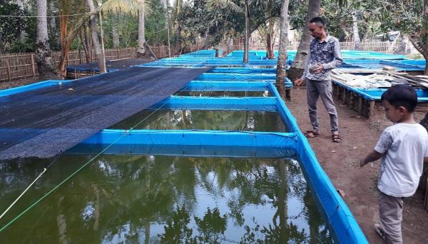 Ahmad Husnaeni tengah memberi makan benih lele mutiara di kolamnya. (Foto: iNews.id/Ahmad Islamy Jamil)