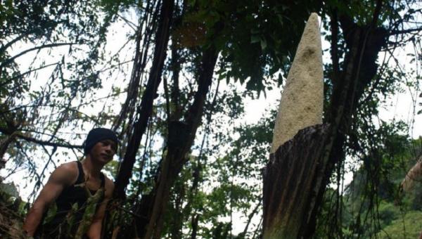 Mengenal 4 Tanaman Endemik Indonesia, Nomor 3 Pemakan Serangga
