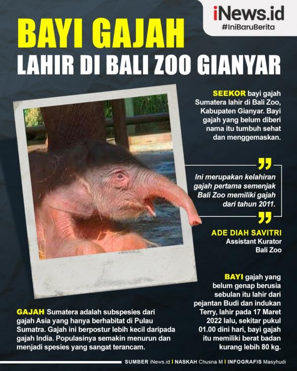 Infografis bayi gajah Sumatera lahir di Bali Zoo. (Grafis: Mashudi)
