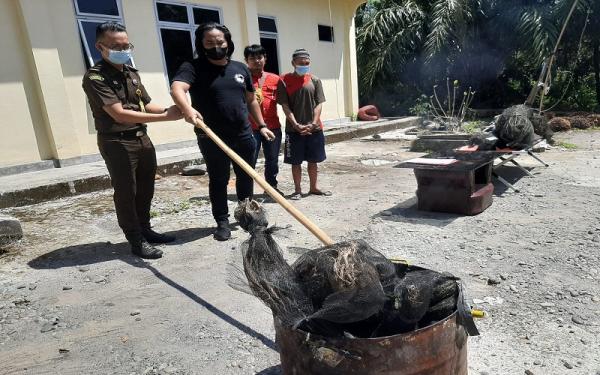 Polisi dan Jaksa Bakar Ganja yang Ditemukan di Kebun Cabai di Lahat 