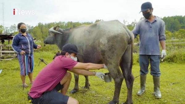 Memerah susu sapi di Desa Wisata Huta Tinggi Memerah susu sapi di Desa Wisata Huta Tinggi. (Foto: dok iNews)