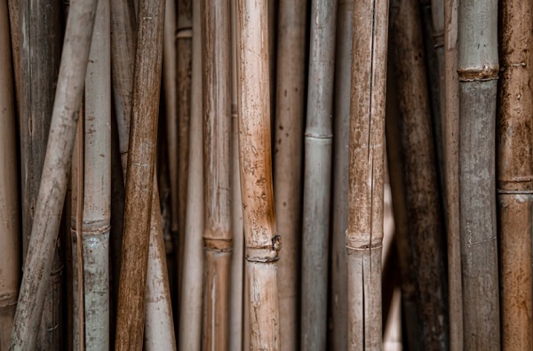 Kayu Rotan Banyak Ditemukan di Wilayah Mana? Ini Persebarannya