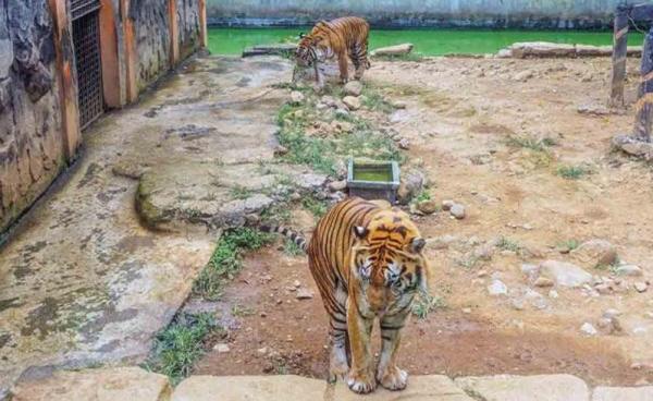 Karyawan Tewas Diterkam Harimau, Direktur Serulingmas: Tak Ada Organ Tubuh yang Hilang