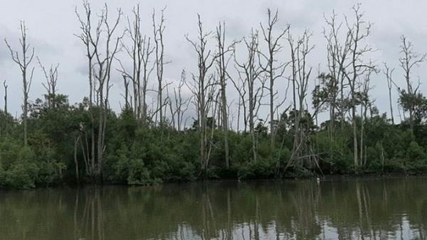 Mangrove Perepat di Teluk Balikpapan Banyak yang Mati, Bekantan Dikhawatirkan Masuk Permukinan Warga