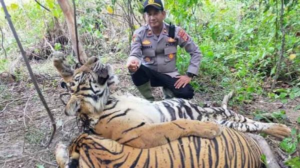 Pilu, 2 Harimau Sumatera Ditemukan Mati Tertumpuk di Hutan