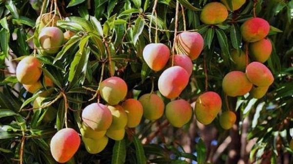 Mangga gedong gincu banyak ditanam petani di Cirebon dan Indramayu. (FOTO: ISTIMEWA)