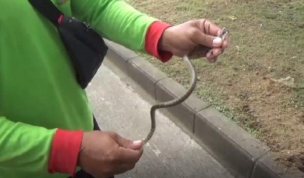 Ular menyelinap masuk saat Bupati Badung berpidato. (Foto: iNews/Bagus Alit)