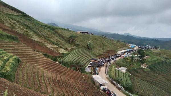TERASSIRING PANYAWEUYAN Ribuan orang mengunjungi ODTW Terasering Panyaweuyan. (Foto/MPI/Inin Nastain)