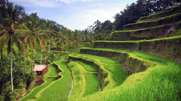 10 Tempat Wisata di Ubud yang Lagi Hits, Suguhkan Pesona Alam Menakjubkan