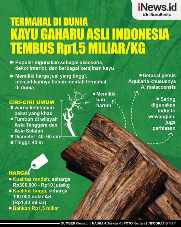 Infografis Termahal Di Dunia Kayu Gaharu Asli Indonesia Tembus Rp My