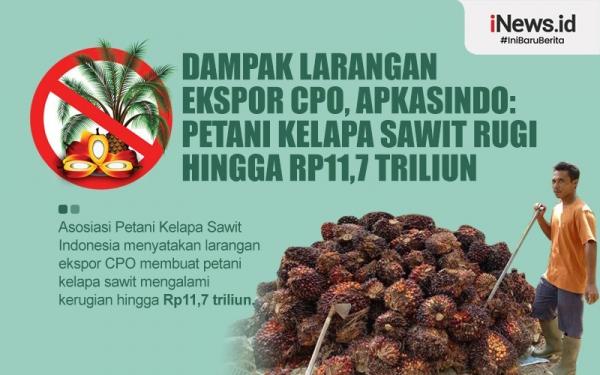 Infografis Dampak Larangan Ekspor CPO, Apkasindo: Petani Kelapa Sawit ...