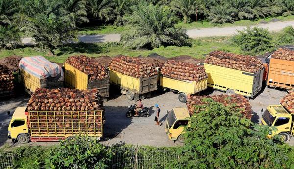 Kelapa sawit berkontribusi terhadap perekonomian hingga penyerapan tenaga kerja Indonesia. (Foto: Antara)