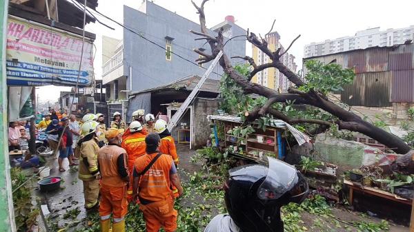 Jakarta Hujan Angin, Pohon Alpukat Berusia Puluhan Tahun Tumbang di Duren Sawit