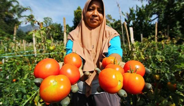Cara memutihkan tangan dan kaki secara alami dengan tomat