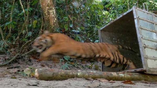 Kena Deh, 1 Harimau Sumatera Masuk Perangkap BKSDA Aceh Selatan