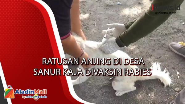 Ratusan Anjing di Desa Sanur Kaja Divaksin Rabies
