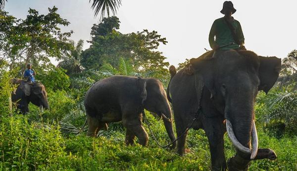 Hewan Asli Pulau Sumatera, Gajah Sumatera (Foto: Antara)