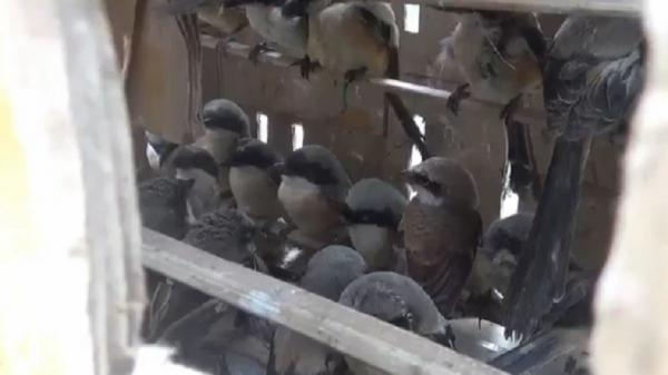 Sebanyak 643 burung dari berbagai jenis diamankan Kepolisian Sektor Kawasan Pelabuhan (KSKP) Bakauheni, Lampung, Kamis (26/5/2022). (Foto: Heri Fulistiawan).