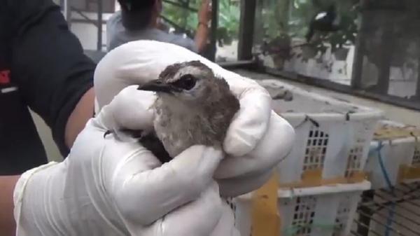 Sebanyak 643 burung dari berbagai jenis diamankan Kepolisian Sektor Kawasan Pelabuhan (KSKP) Bakauheni, Lampung, Kamis (26/5/2022). (Foto: Heri Fulistiawan).
