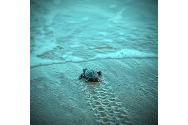 (Foto: Dok BenihBaik)