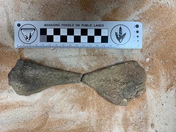 Salah satu fosil tulang hewan purba yang ditemukan tim peneliti di area proyek Laut Merah, Arab Saudi. (Foto: Istimewa)