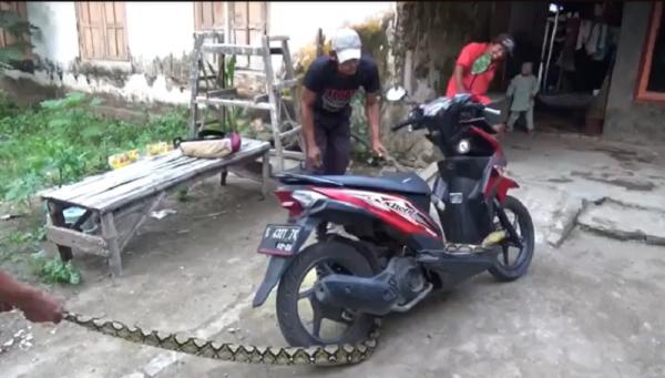 Ular Sanca 4 Meter Gegerkan Sengeti Muaro Jambi,Damkartan Bergerak Cepat