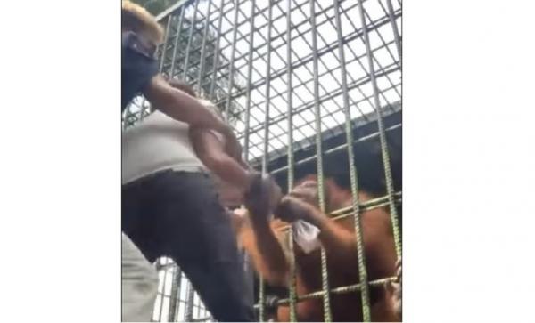 Orang Utan Viral Tangkapan layar video pria ditarik orang utan. (Instagram @memomedsos)