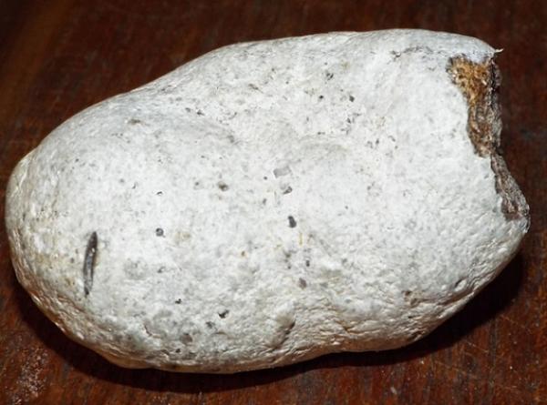 Muntahan Paus Dihargai Miliaran Rupiah, Ternyata Ini Khasiatnya 