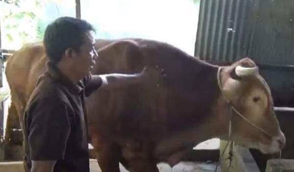 Sapi limosin kurban Presiden Jokowi di Polewali Mandar. (Foto: iNews TV/Huzair Zainal)