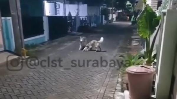 Viral, tiga anjing siberian husky di surabaya serang dan makan kucing liar (Instagram/@clst_surabaya)