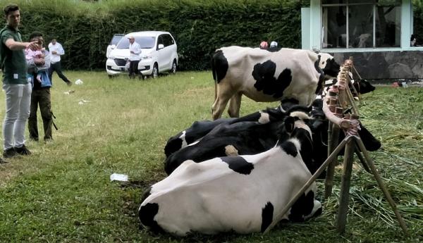 Gegara Masih Terdampak PMK, Produksi Susu di Jabar Turun 40 Ton per Hari