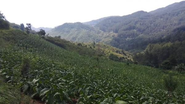 Petani Tembakau di KBB Terancam Gagal Panen akibat Cuaca Tak Menentu