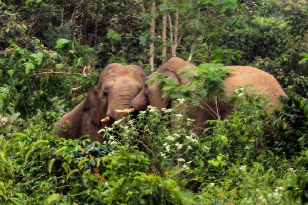 Kawanan Gajah Liar Memasuki Perkebunan Kopi di Aceh Utara