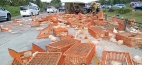 Kecelakaan Maut Truk Ayam Tabrak Bus Primajasa di Tol Cipali Subang, 2 Tewas