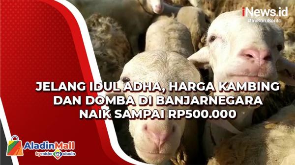 Jelang Idul Adha, Harga Kambing dan Domba di Banjarnegara Naik Sampai Rp500.000