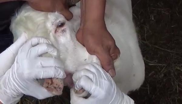 Pemeriksaan Hewan Kurban Pemeriksaan hewan kurban di Denpasar, Bali. (Foto: iNews/Indira Arri)