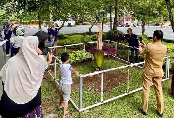 Warga mengabadikan momen langka bunga bangkai yang mekar sempurna di Padang Panjang, Selasa (5/7/2022). (Foto: MPI/Rus Akbar)