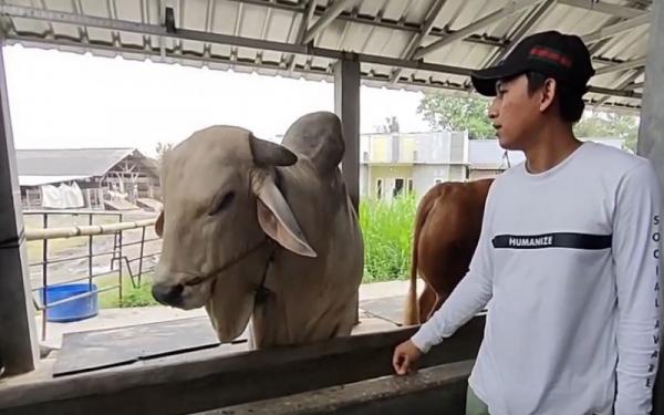 Heru bersama Sultan, sapi yang dibeli Presiden Jokowi untuk kurban Idul Adha. (Foto: iNewsTV/Iskandar Nasution)