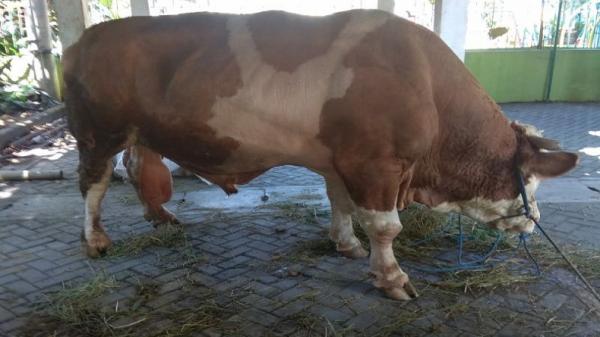 Presiden Jokowi Kurban 2 Ekor Sapi di Solo, Segini Beratnya