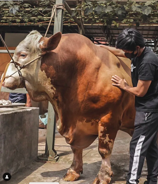 Deretan artis berkurban di Iduladha 2022. (Foto: Instagram)