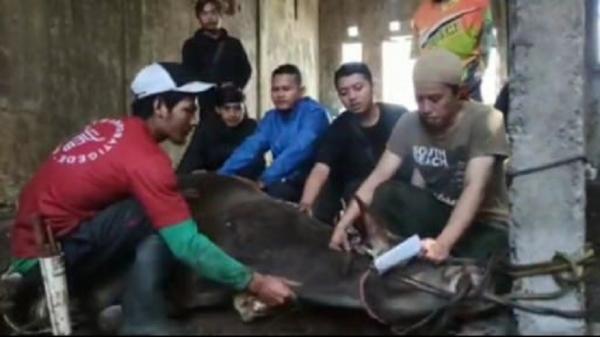 Prosesi penyembelihan hewan kurban DPD KNPI Kabupaten Bandung. (FOTO: ISTIMEWA)