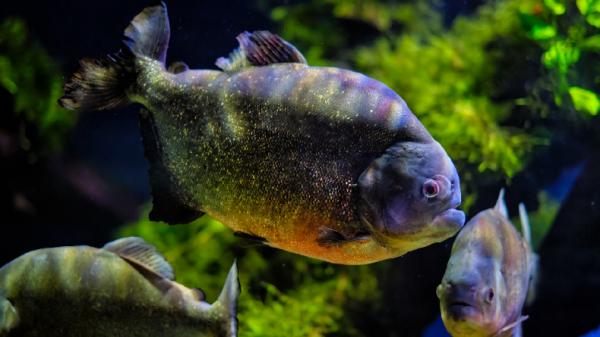 5 Fakta Unik tentang Ikan Piranha, Benarkah Pemakan Manusia?