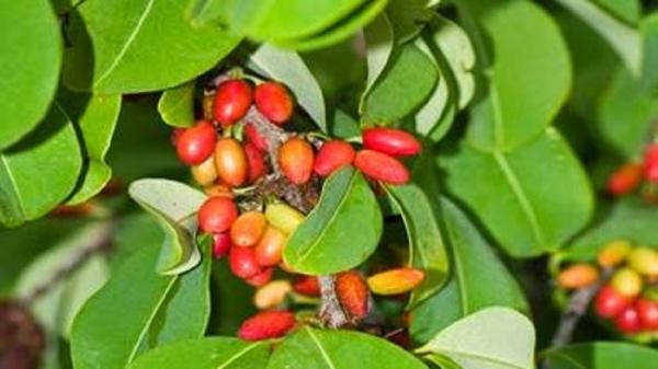 Biji dan daun tanaman koka diolah menjadi kokain. (FOTO: ISTIMEWA)