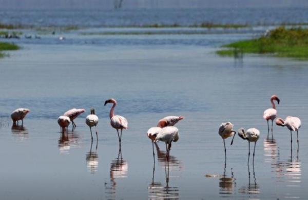10 Jenis Burung Termahal di Dunia, Ada yang Harganya Tembus Miliaran Rupiah